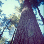 big pine